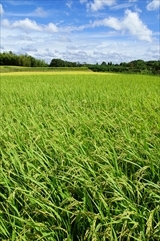 稲田の風景の写真