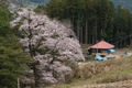 天日神社のエドヒガン桜