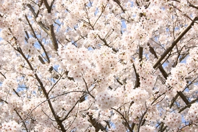 s-春1桜 (1).jpg
