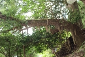s-4 定番巨樹 .jpg