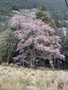 天日神社の桜