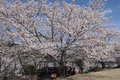 於安パークの桜