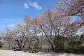 三王公園の桜