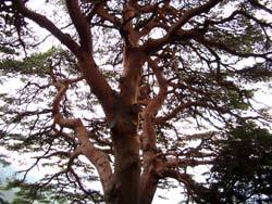 巨樹巨木・名木の写真
