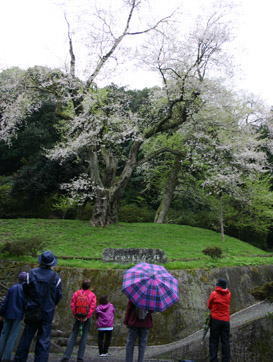 つるぎの達人がご案内 桜と巨樹めぐり