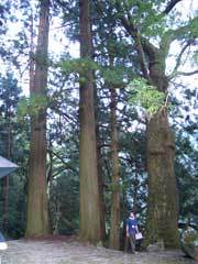 巨木の写真