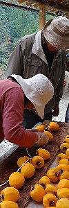 干し柿を作っている写真